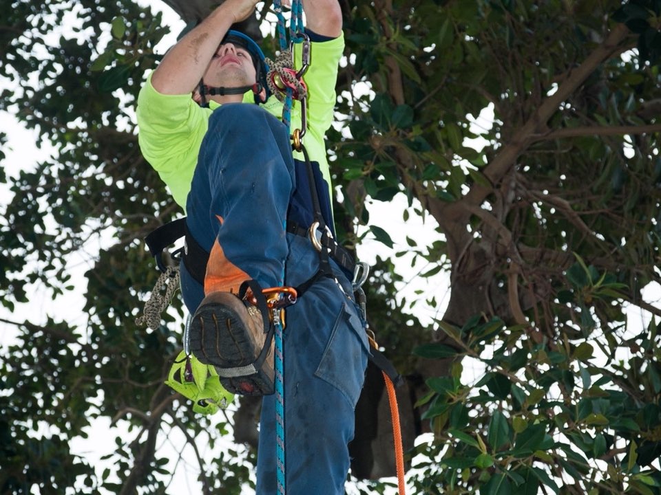 Qualified arborist working in a mature tree during an Enviro Trees UK survey in Rhondda Cynon Taf